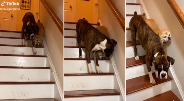 El perrito subió para ayudar a bajar a su mejor amigo.