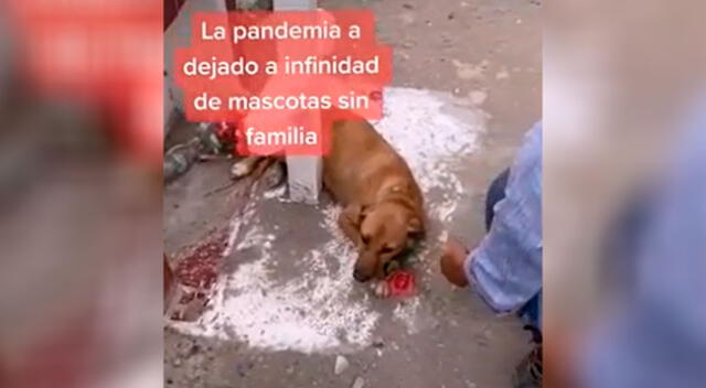 Perrito se niega a irse de la tumba de su dueño que murió por COVID-19