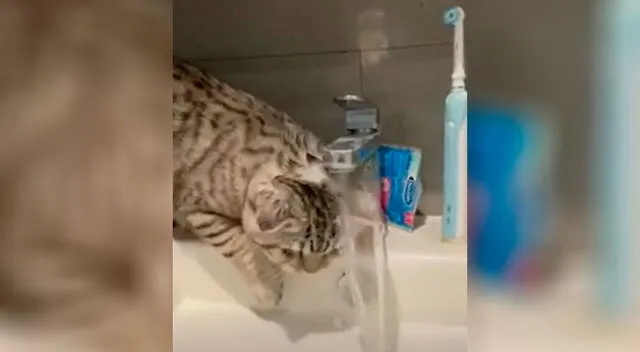 Mujer encuentró su gatito bañándose