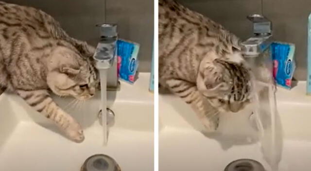 Mujer encuentró su gatito bañándose