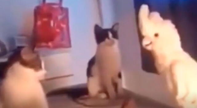 Joven es sorprendido por su cacatúa al imitar el maullido de sus gatos