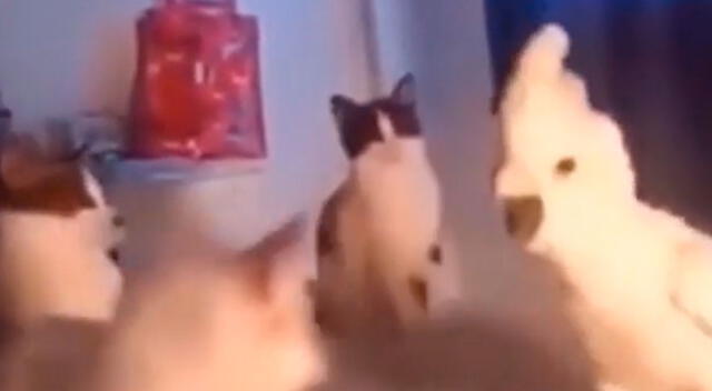 Joven es sorprendido por su cacatúa al imitar el maullido de sus gatos