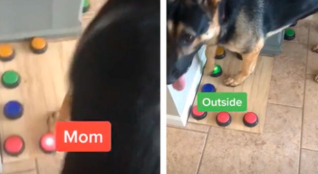 Perrito ‘habla’ con un dispositivo de voz y cautiva a los usuarios de TikTok