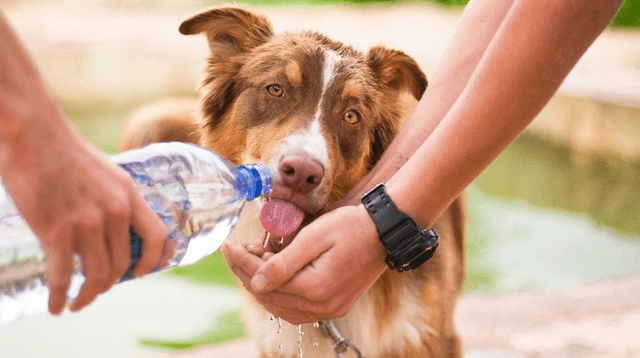 Un golpe de calor podría necesitar de tratamiento médico por la deshidratación. Siempre consulta con tu veterinario.