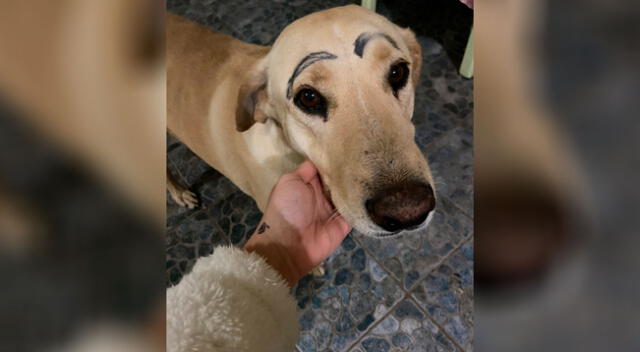 Perrito llega a casa con las cejas pintadas y causa ‘alboroto’ en las redes sociales