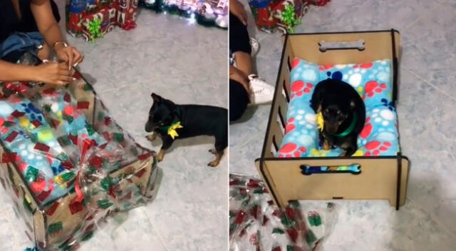 La cachorra recibió una cama nueva como regalo de Navidad.
