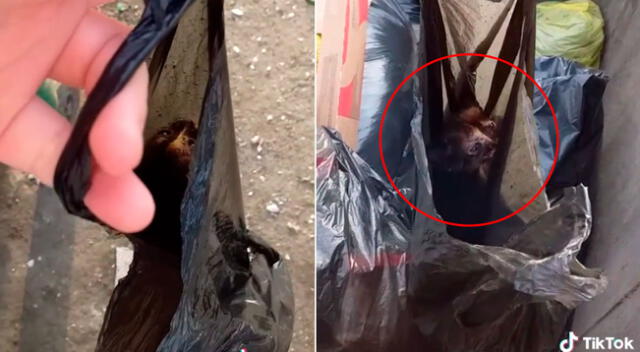 El gatito estaba en el interior de una bolsa de basura.