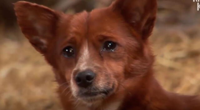 Perrito llora desconsoladamente al saber que su amiga vaca será sacrificada