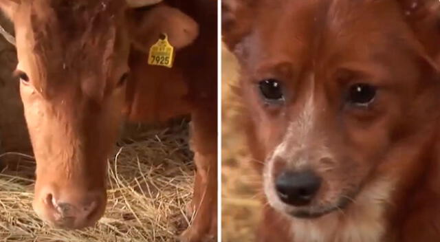 Perrito llora desconsoladamente al saber que su amiga vaca será sacrificada