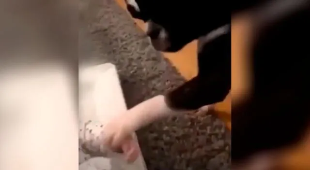 Perrito tiene tierna reacción al ver por primera vez al bebé recién nacido de su dueña