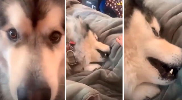 La dramática reacción de un perrito al escuchar que es adoptado