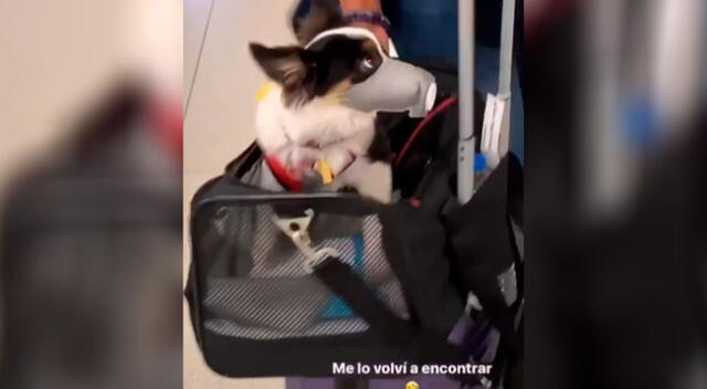 Joven encuentra a un perrito en el aeropuerto utilizando una curiosa mascarilla