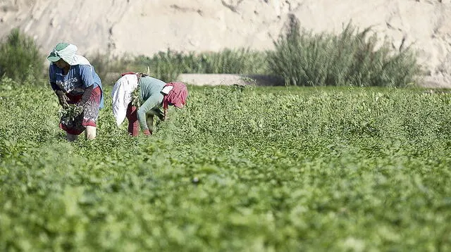 Pleno del Congreso dio luz verte al nuevo texto sustitutorio de la ley agraria.