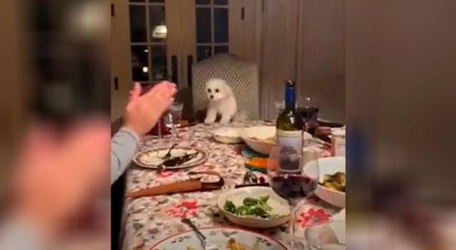 La tierna reacción de un perrito al ver que su familia lo está aplaudiendo