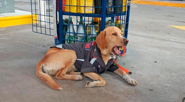 Perrito ya vive 3 meses en su nueva casa.