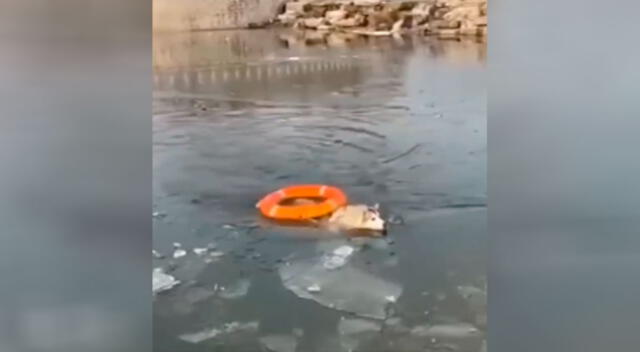 El peligroso rescate de un perro que cayó a un lago congelado