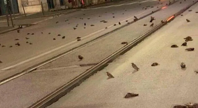 Las aves fueron halladas cerca de la estación de tren de Roma.