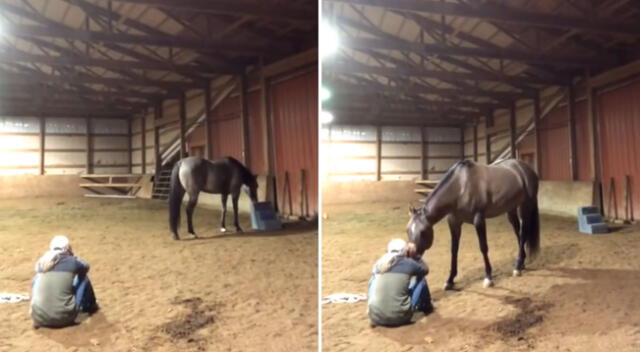 El caballo se acercó a su dueña para trata de consolarla.