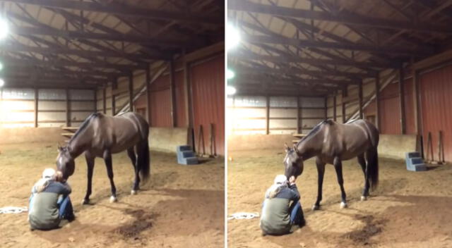 El caballo se acercó a su dueña para trata de consolarla.