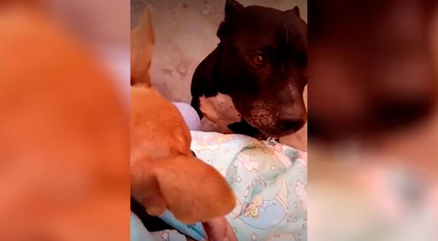 Perrito llora al saber que su ‘amigo’ está enfermo