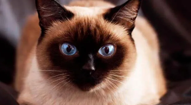Gatito disfruta de un relajante masaje y su rostro se vuelve viral