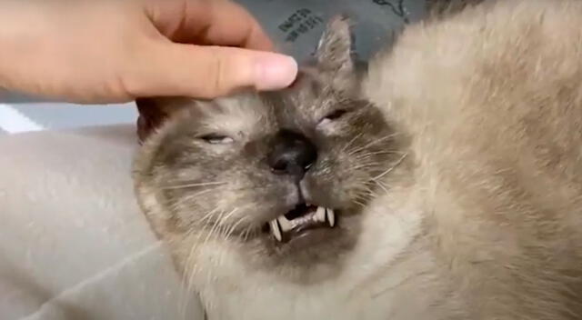 Gatito disfruta de un relajante masaje y su rostro se vuelve viral
