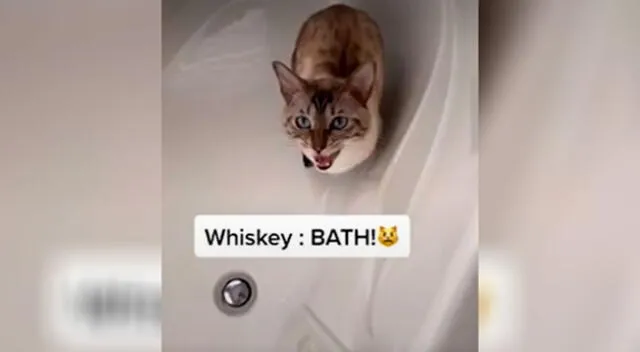 Gatito deja con la boca abierta a todos en TikTok al pedirle a su dueña que lo bañe