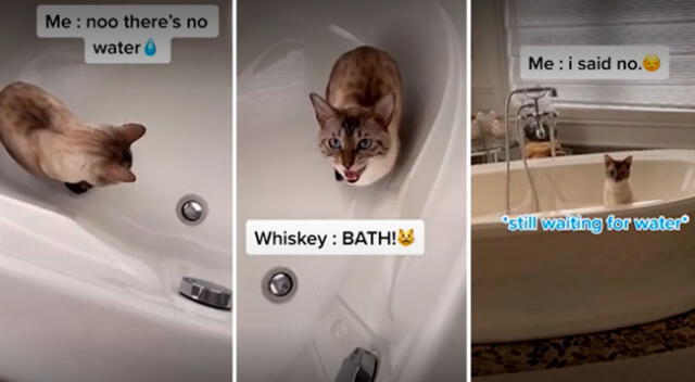 Gatito deja con la boca abierta a todos en TikTok al pedirle a su dueña que lo bañe