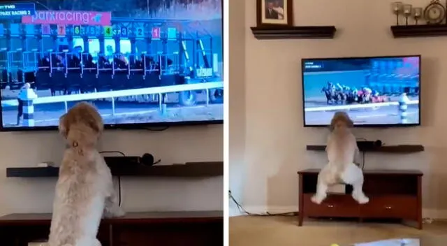 Perrito salta de alegría al ver una carrera de caballos frente al televisor