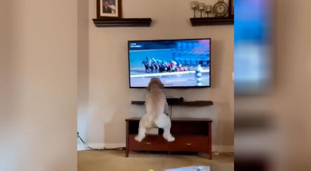 Perrito salta de alegría al ver una carrera de caballos frente al televisor