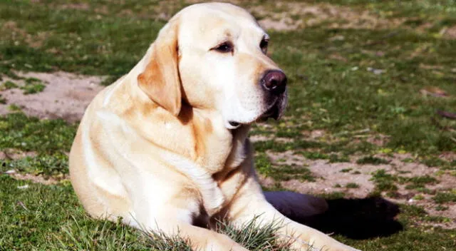 ¿Cuántos perros hay en la imagen?