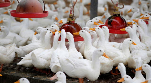 Hasta el 1 de enero se habían identificado en Francia 61 brotes de gripe aviar.