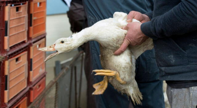 Hasta el 1 de enero se habían identificado en Francia 61 brotes de gripe aviar.