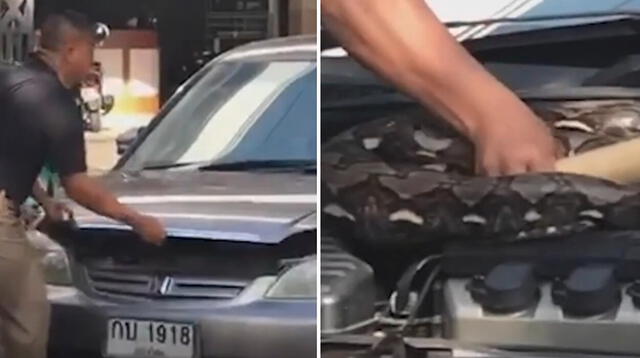 El hombre descubre a la serpiente pitón y queda espantado.