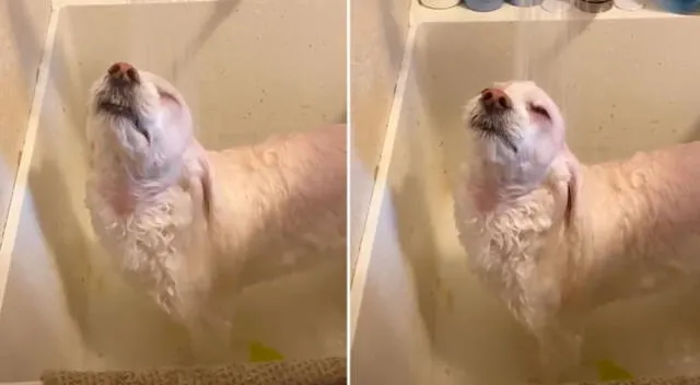 El perrito disfrutó de su primera ducha.