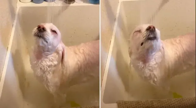 El perrito disfrutó de su primera ducha.