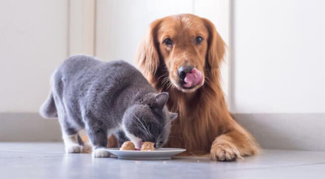 El sobrepeso puede ser muy perjudicial para nuestras mascotas, ya que puede causar diabetes.