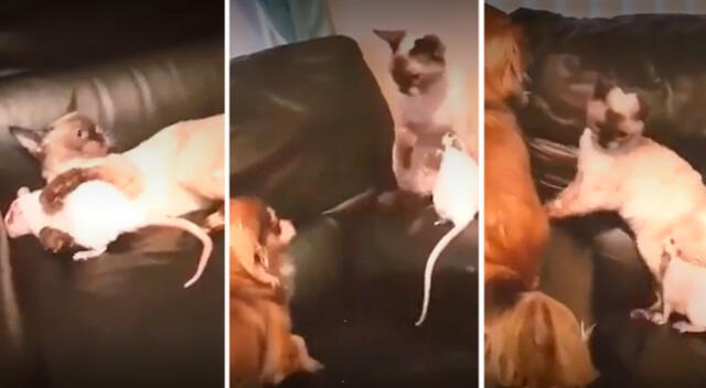 Gatito defiende a un pequeño ratón del ataque de un perro