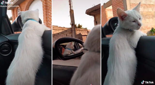 El felino disfrutó de un paseo junto a su dueña.