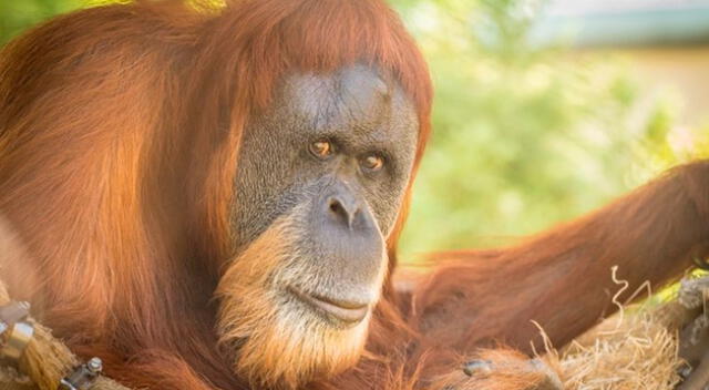 Inji era una orangután de Sumatra, en Indonesia, una de las especies en peligro de extinción.