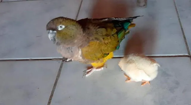 Loro cría a un pollito como si fuera suyo