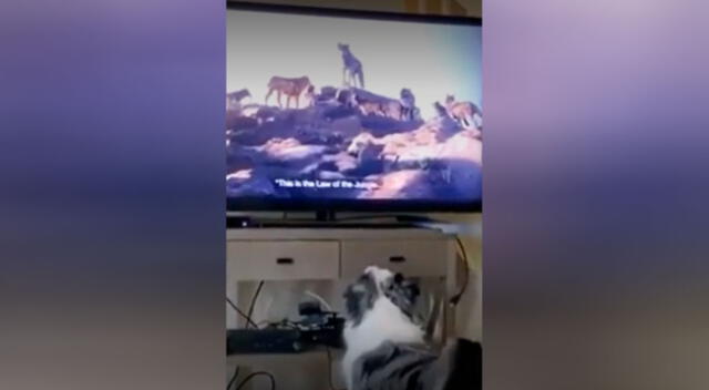 Los perros reaccionaron  a las distintas escenas de la película