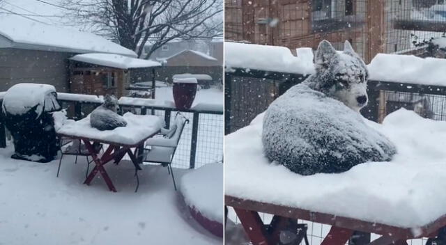 El perrito disfrutó de una tarde en la nieve.