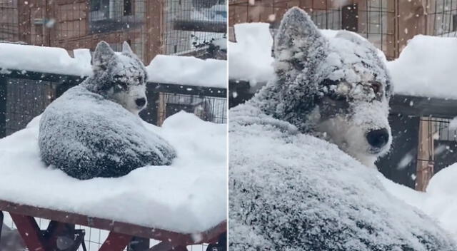 El perrito disfrutó de una tarde en la nieve.