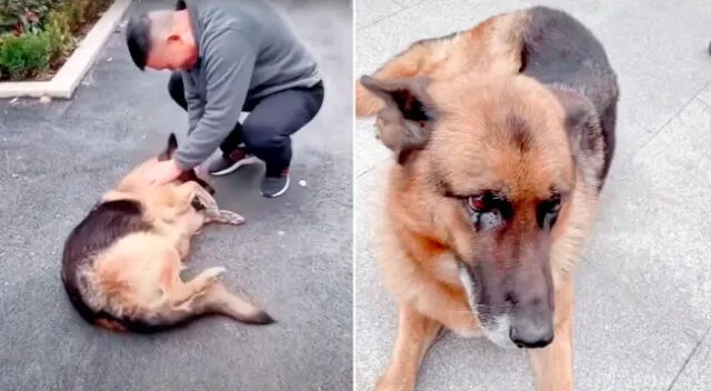 El emotivo encuentro entre la perrita y su dueño conmovió a miles.