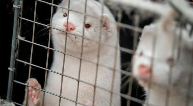 Los murciélagos, atraídos por las granjas de pieles, defecan con frecuencia sobre los animales enjaulados.