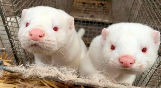 Los murciélagos, atraídos por las granjas de pieles, defecan con frecuencia sobre los animales enjaulados.