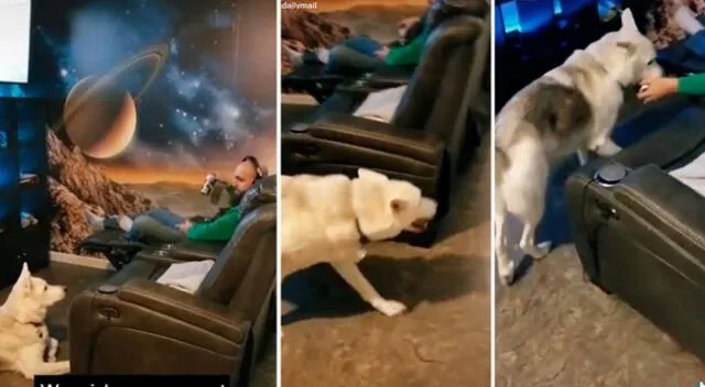 Perrito causa sensación en TikTok al traerle la bebida favorita a su dueño