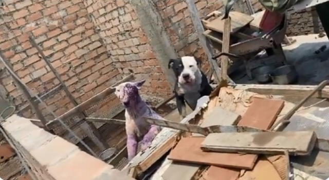 Dos canes fueron rescatados por la PNP y la Municipalidad de San Martín de Porres.