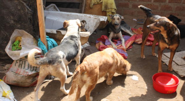 Los animales necesitan ayuda veterinaria con urgencia. Foto referencial.